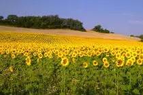 Gascony France sunflower fields