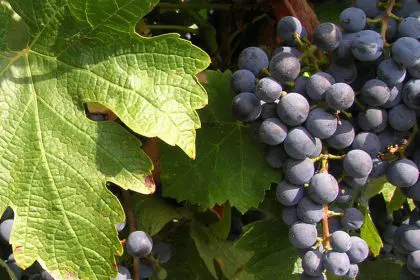 grapes 1 Château Bellevue la Forêt